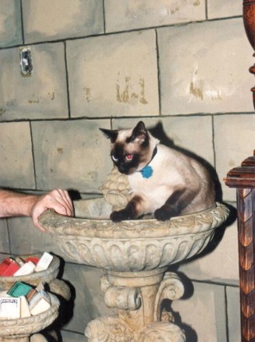 Lupin - our resident Siamese inspects all product to make sure it is feline friendly.